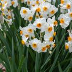 Bulbes à fleurs à planter à l'automne - Narcisse Tazetta Geranium (x5) - face recto